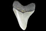 Megalodon Tooth - North Carolina #99336-2